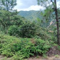 2礦同出！260萬方/年！廣東砂石大礦掛牌出讓